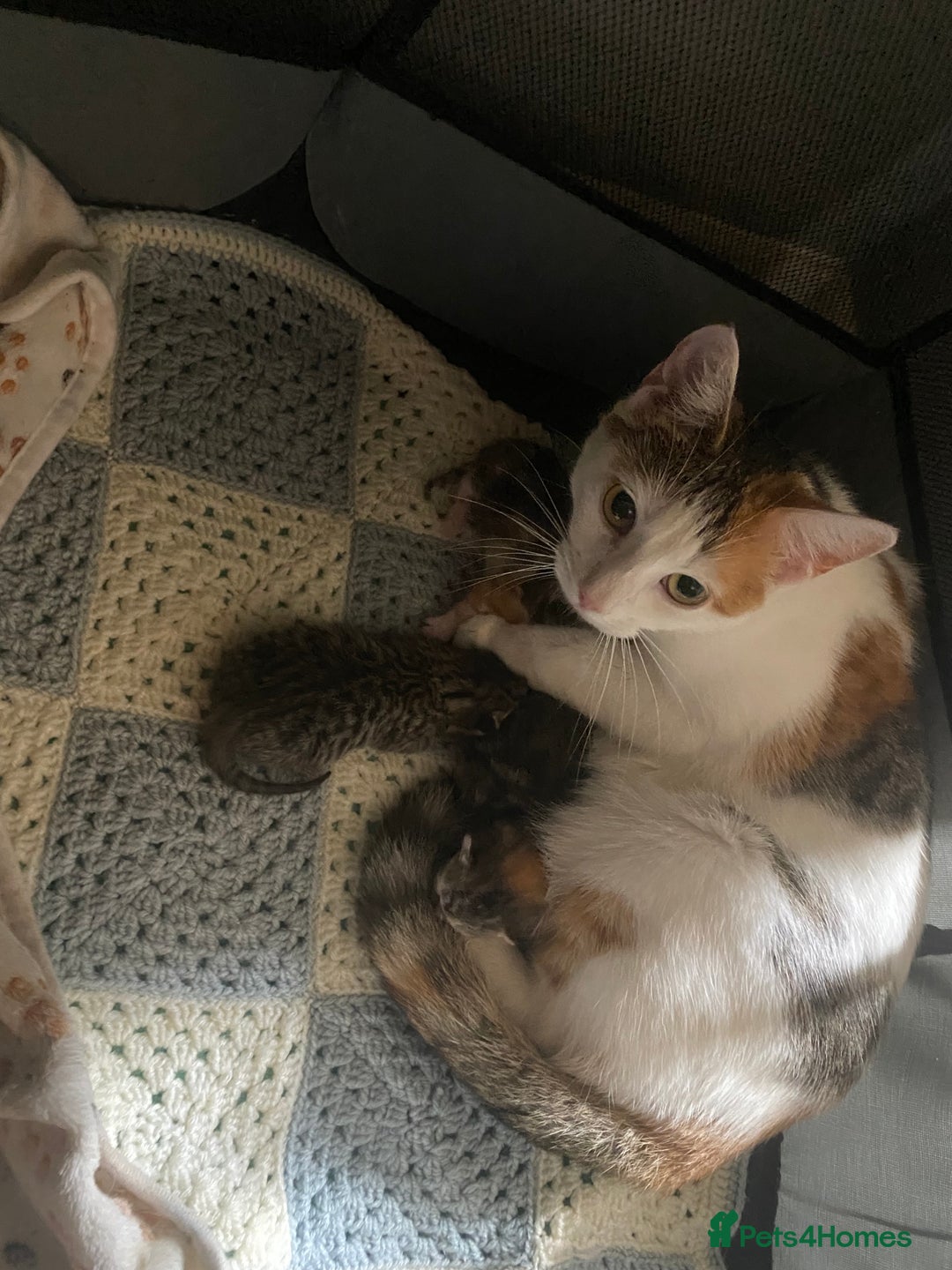 Mixed Breed cats for sale: 3 beautiful kittens looking for their forever home - Image 18