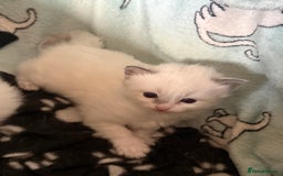 Ragdoll cats for sale: Beautiful girl Ragdoll  - Image 1
