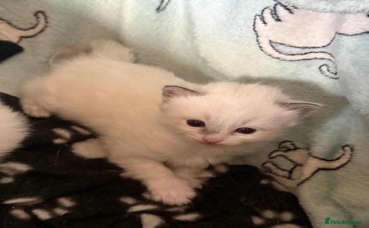 Ragdoll cats - Advert 15