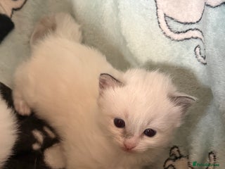 Ragdoll cats - Advert 14