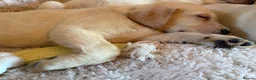 Labrador Retriever dogs for sale: ❤️💫 Superb, chunky, Golden Labrador puppies 💫❤️ in Stourbridge - Advert 16
