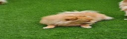 Pomeranian dogs for sale: 2 puppy boy - Advert 7