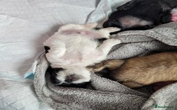 Shih Tzu dogs for sale: Beautiful Shih Tzu Puppies - Image 16