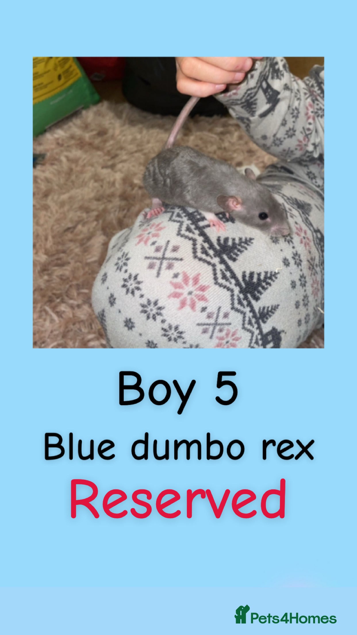 Rat rodents Beautiful baby boy rats looking for forever homes! - Advert 6