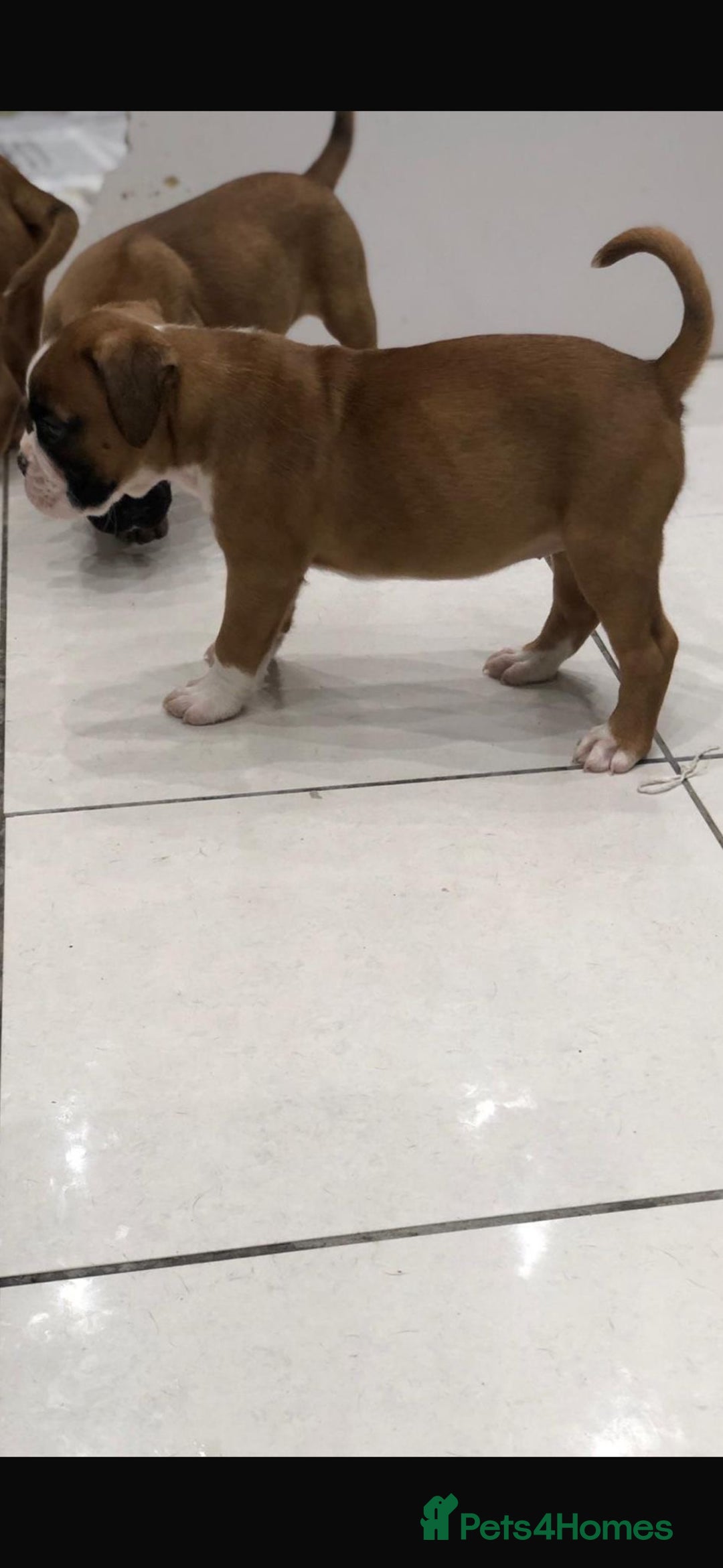 Boxer dogs for sale: Boxer pups  - Advert 6