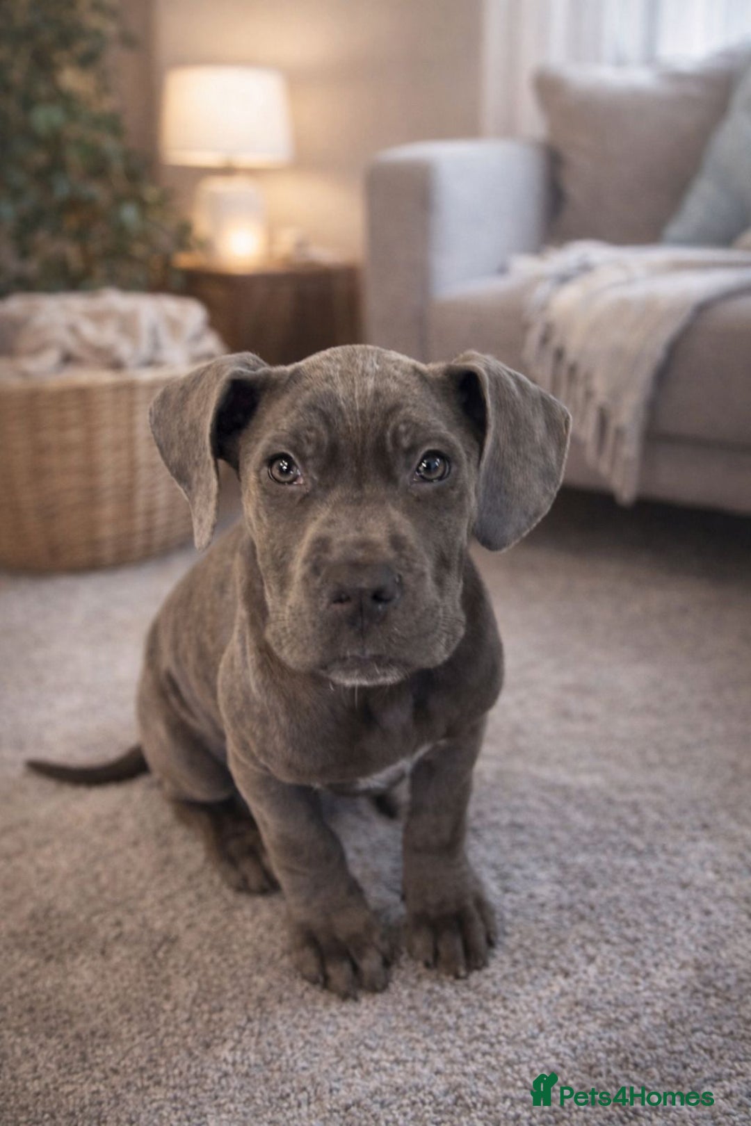 Cane Corso dogs for sale: Last two to go  - Advert 3