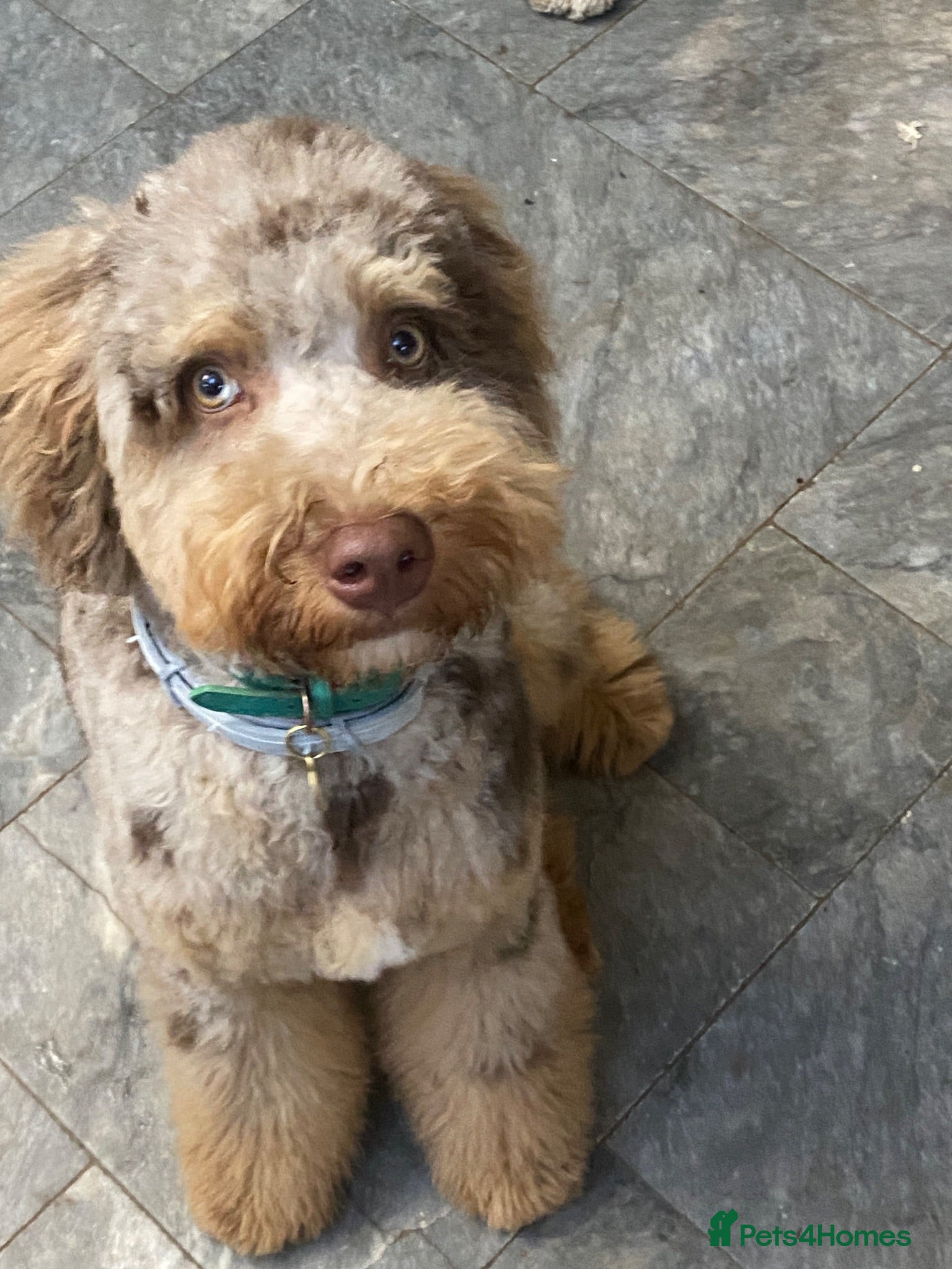 Bernedoodle dogs Last remaining true mini girl - Advert 2