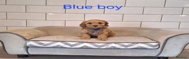 Cavapoochon 2