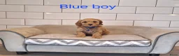 Cavapoochon dogs for sale: Beautiful Cavapoochons 🧡 - Advert 4