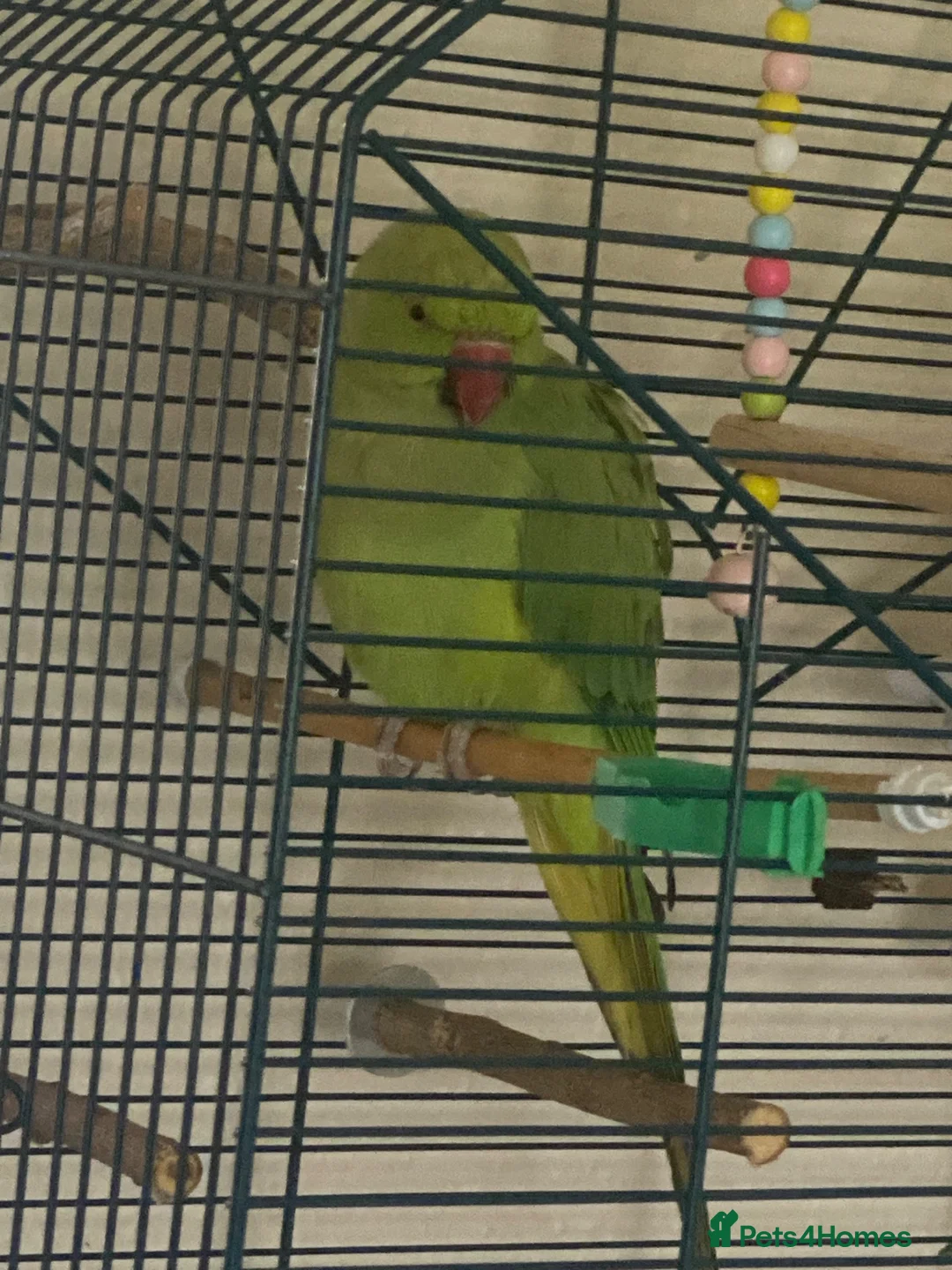 Ringnecks birds for sale: Female Indian ring neck parrot  in Harrogate - Advert 2