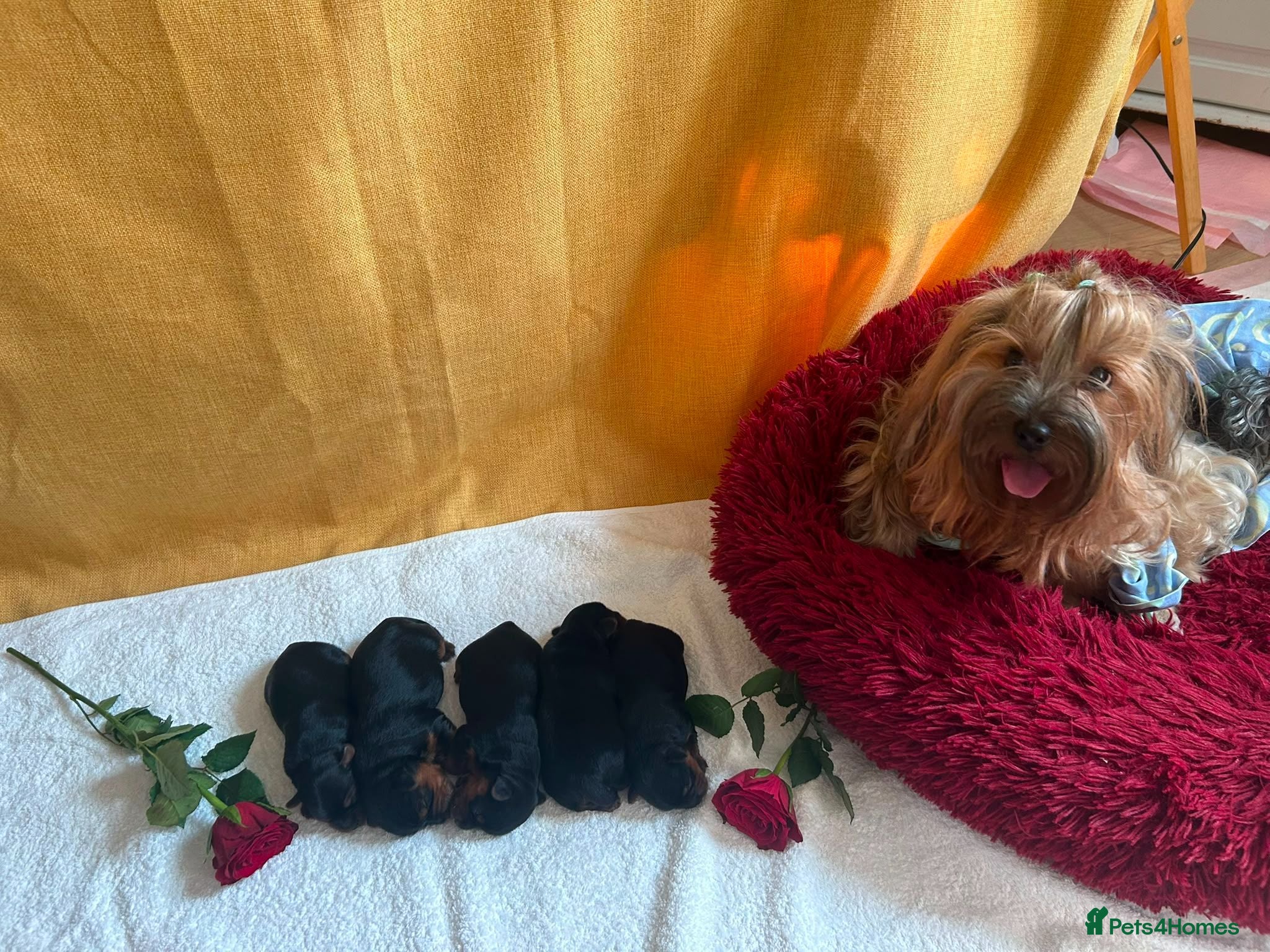 Yorkshire Terrier dogs Yorkshire Terrier 🐶 🐶 🐶 🐶 🐶  - Advert 7