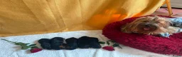 Yorkshire Terrier dogs for sale: Yorkshire Terrier 🐶 🐶 🐶 🐶 🐶  - Advert 6