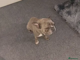 French Bulldog dogs Male French Bulldog - Advert 2