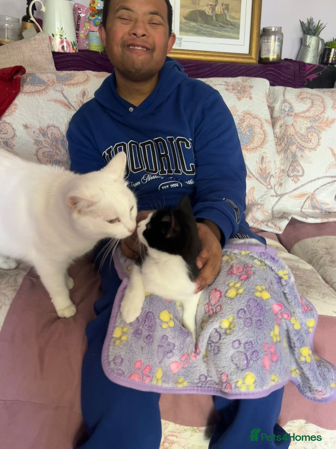 Mixed Breed cats for adoption: Its time for rescue cat snowflake to have a home - Advert 4