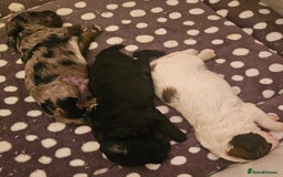 Cavapoo dogs for sale: Extensively DNA/Health Tested F1B Cavapoo puppies  - Image 6