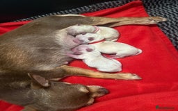 Mixed Breed dogs for sale: OUTSTANDING TINY GIRL MALCHIS - Image 8