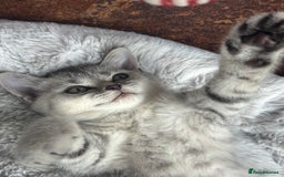 British Shorthair cats for sale: 💎Rare Silver & Spotted BSH Kittens ns 12 & n 24🐾 - Image 25