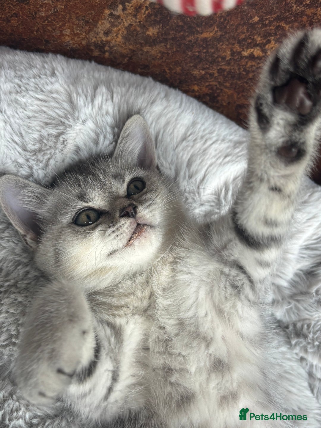 British Shorthair cats for sale: 💎Rare Silver & Spotted BSH Kittens ns 12 & n 24🐾 - Image 25