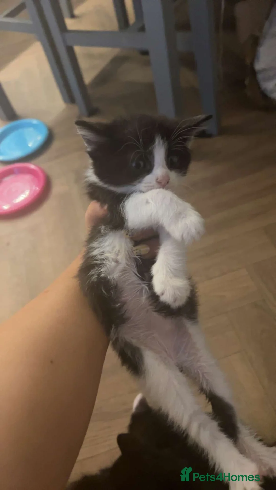 Domestic Shorthair cats for sale: Domestic shorthair male in Prenton - Advert 2
