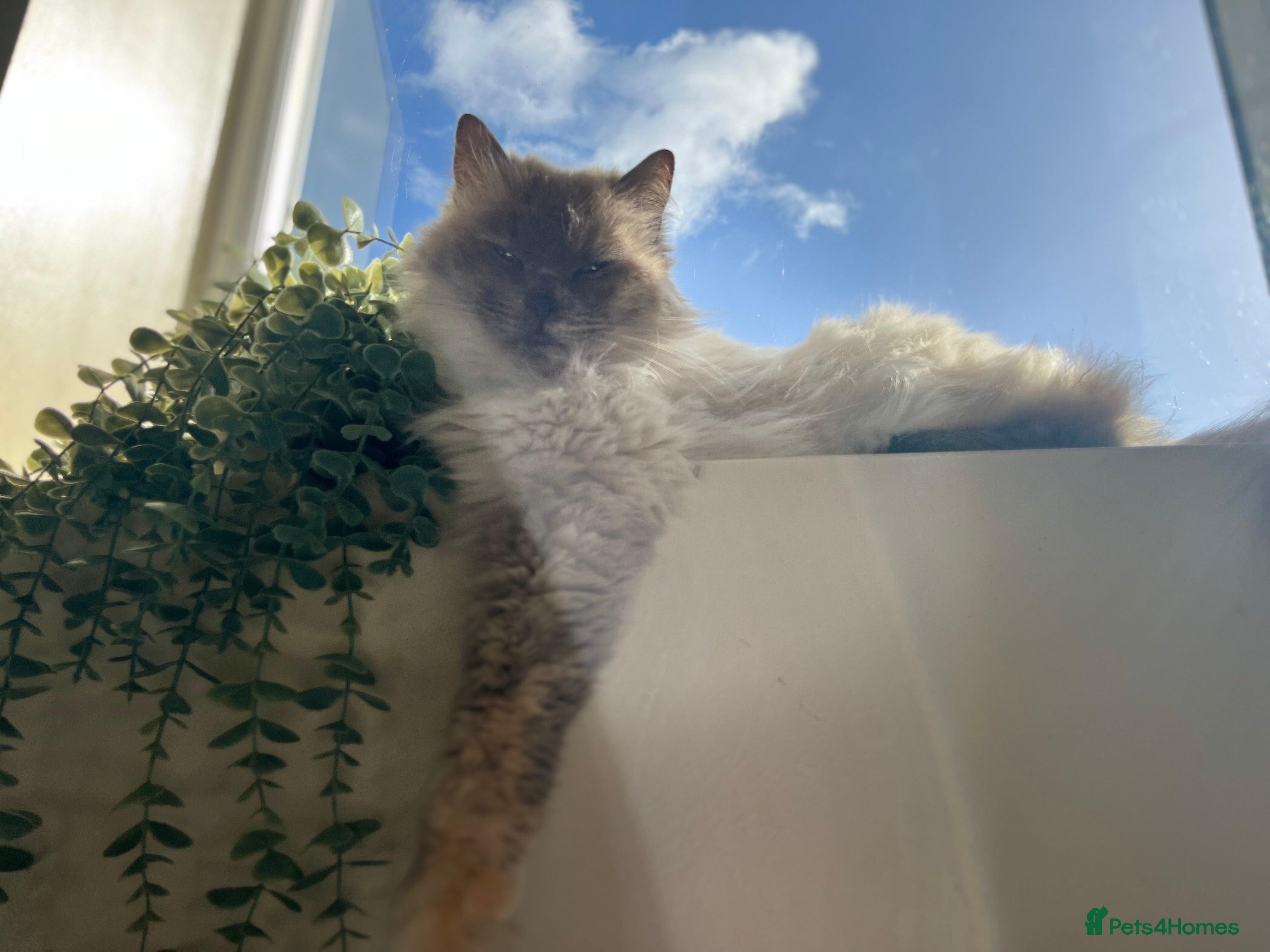 Ragdoll cats Ivy Rose - Advert 3