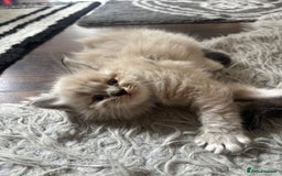 Ragdoll cats for sale: Ragdoll kittens - Image 26
