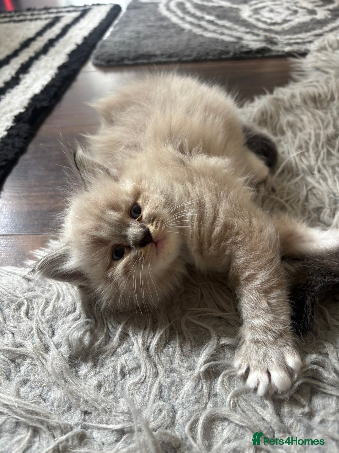 Ragdoll cats for sale: Ragdoll kittens - Image 26