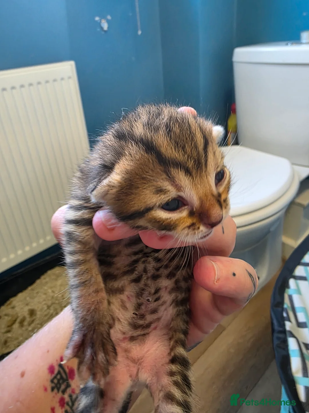 Bengal cats for sale: Quater bengal x mixed - Advert 4