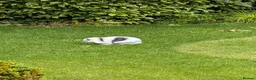 Mini Lop rabbits for sale: 2 beautiful girls  in Chorley - Advert 4