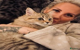 Bengal cats for sale: Bengal x Persian 5 months old - Advert 3