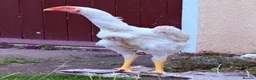 Chickens poultry for sale: WHITE O SHAMO CHICKENS - Advert 7