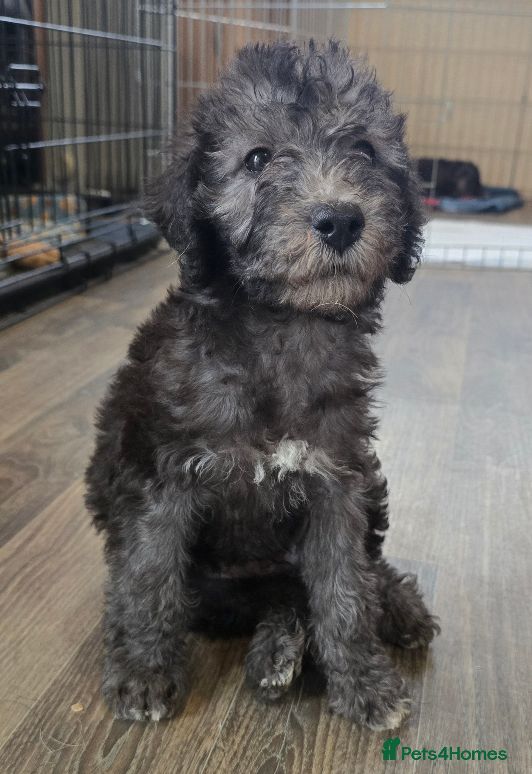 Bedlington Terrier dogs Champion Sired KC Reg Bedlington Terrier Puppies  - Advert 3