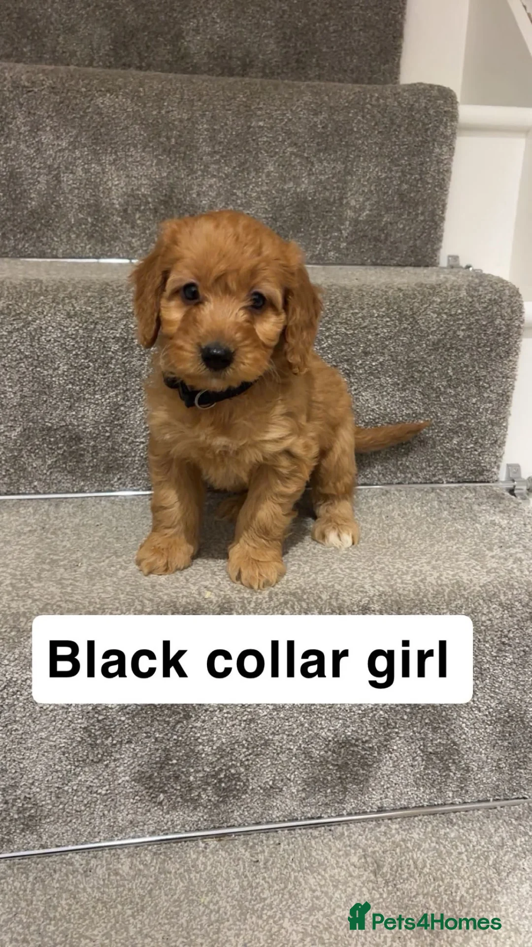 Cockapoo dogs for sale: 🐶Beautiful cockapoo puppy’s🐶 - Advert 2