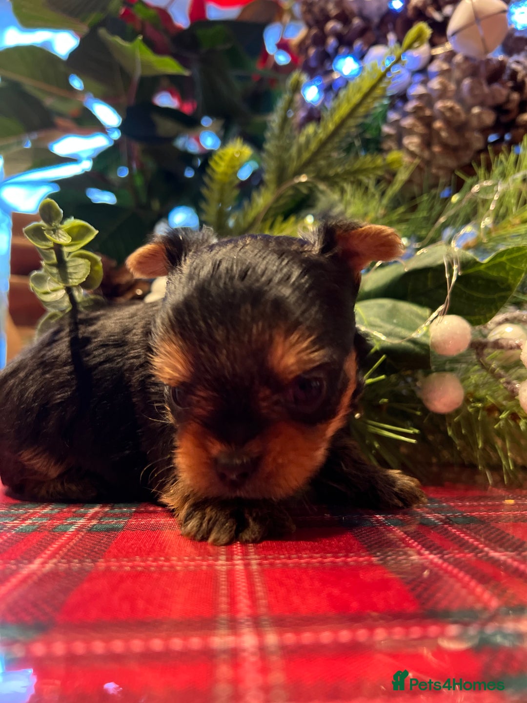 Yorkshire Terrier dogs for sale: Little pedigree yorkie pups - Advert 5