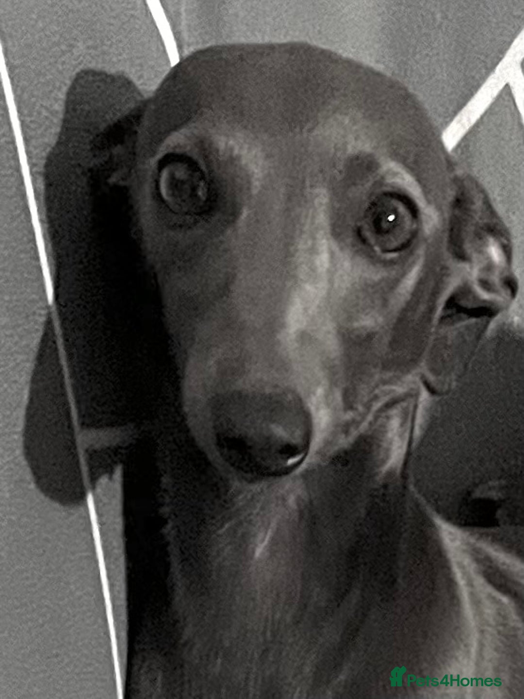 Italian Greyhound dogs for sale:  **  babies Italian Greyhounds - Advert 1