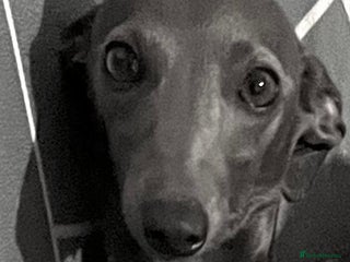 Italian Greyhound dogs ** babies Italian Greyhounds - Advert 12