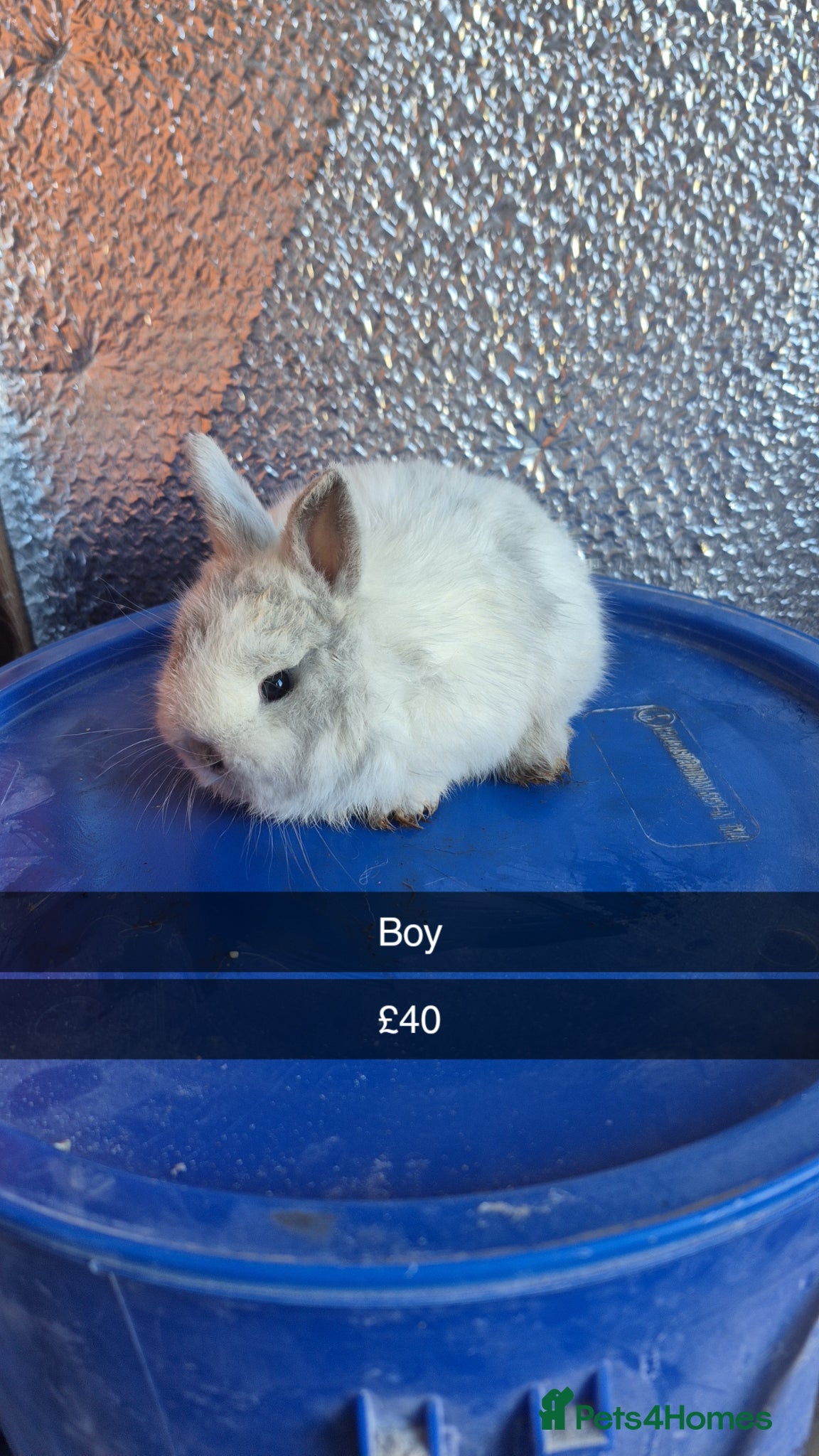 Lionhead rabbits Lionhead Baby Rabbits 8 weeks (Friendly) - Advert 7