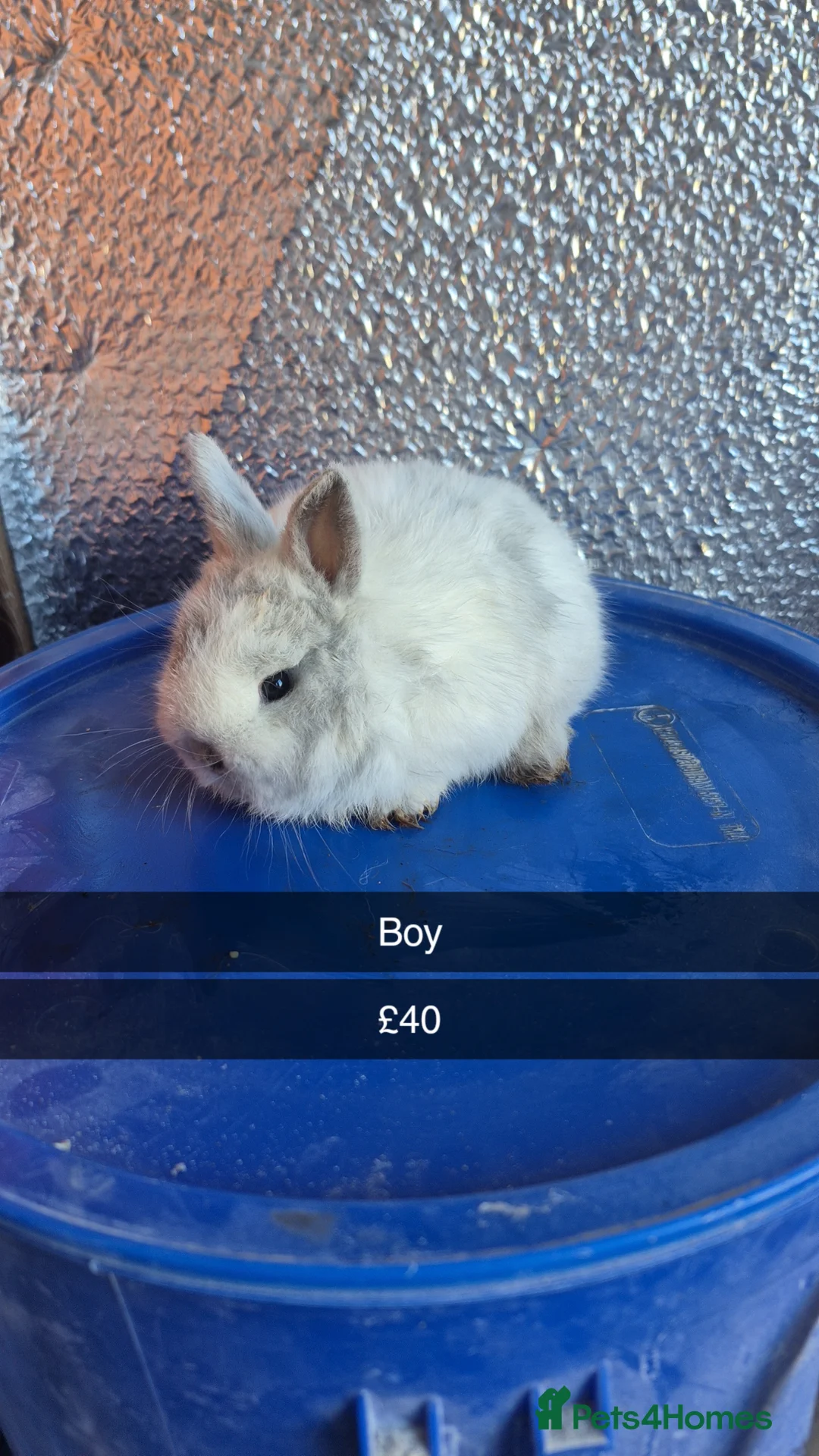 Lionhead rabbits for sale: Lionhead Baby Rabbits 8 weeks (Friendly) - Advert 1