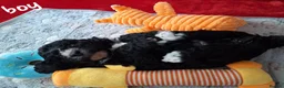 Mixed Breed dogs for sale: Stunning litter of cavapoochon puppys  - Advert 3