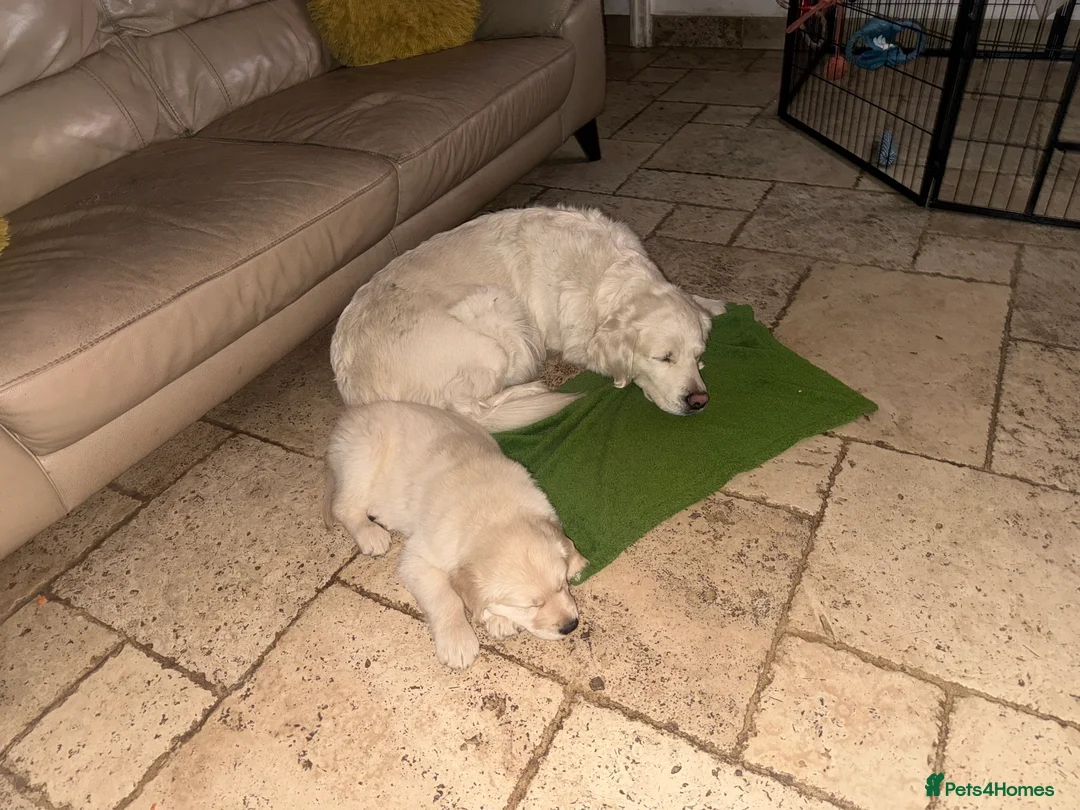 Golden Retriever dogs for sale: Golden retrievers, ready to leave now!!! - Advert 2