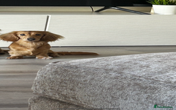 Miniature Dachshund dogs for sale: **RESERVED** cream miniature dachshund   - Image 8