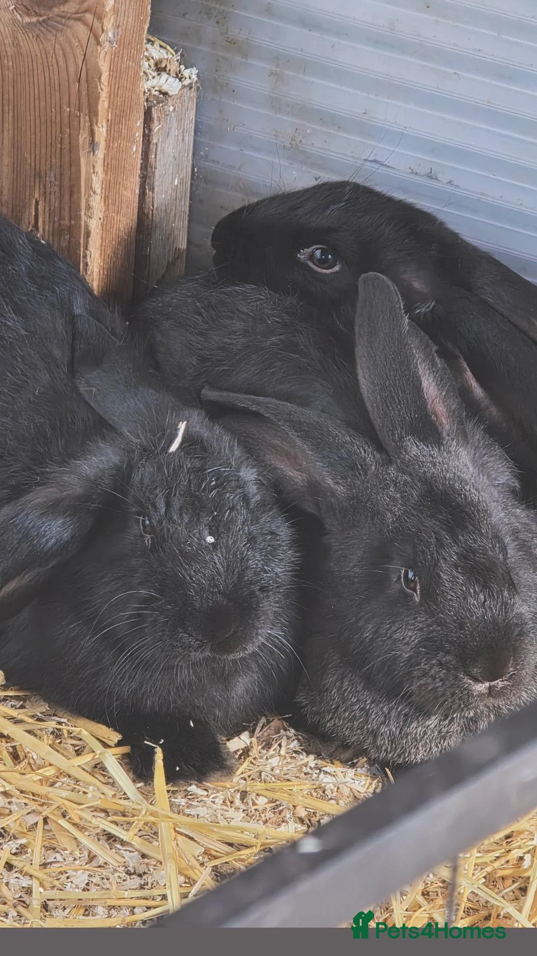 Continental Giant rabbits for sale: Continental giants, black and black/grey undercoat - Advert 2