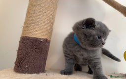 British Shorthair cats for sale: Britishshort hair kittens - Image 11