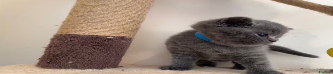 British Shorthair Kitten 1