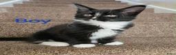 Maine Coon cats for sale: 1 Maine Coon Kitten Needing Home. - Advert 10