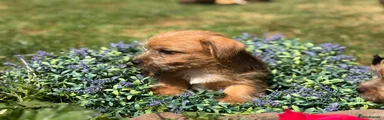 Norfolk Terrier 2
