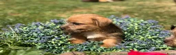 Norfolk Terrier dogs for sale: Stunning KC registered Norfolk terriers - Advert 14