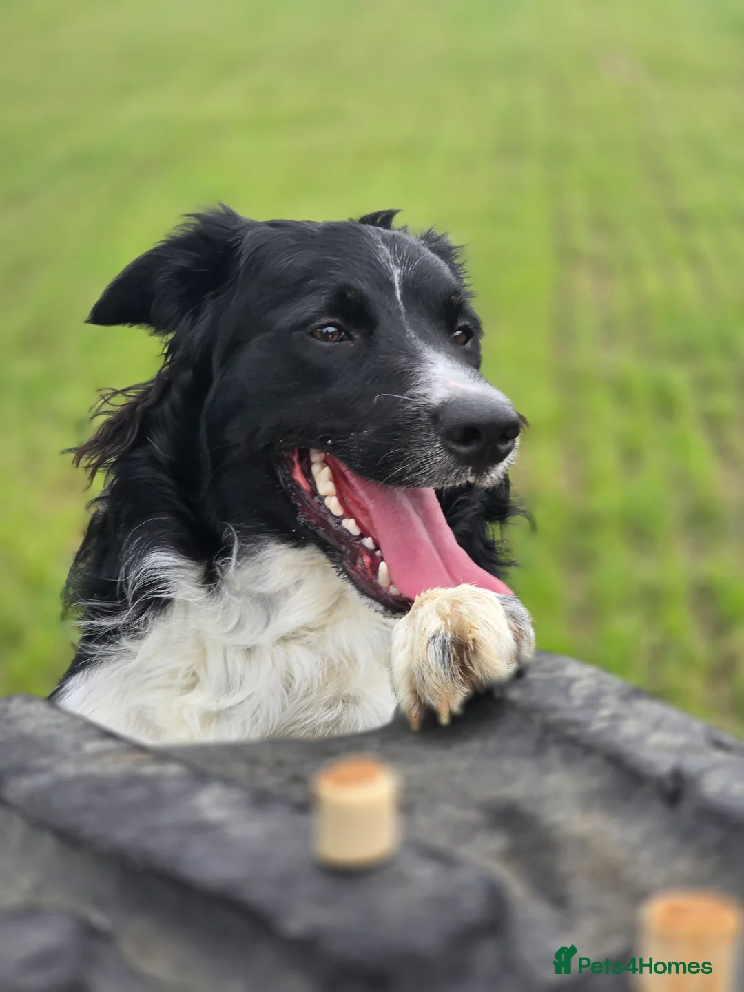 Border Collie dogs for sale: 19 Month old male Border Collie - Advert 1