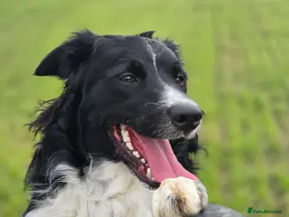 Border Collie dogs 19 Month old male Border Collie - Advert 9