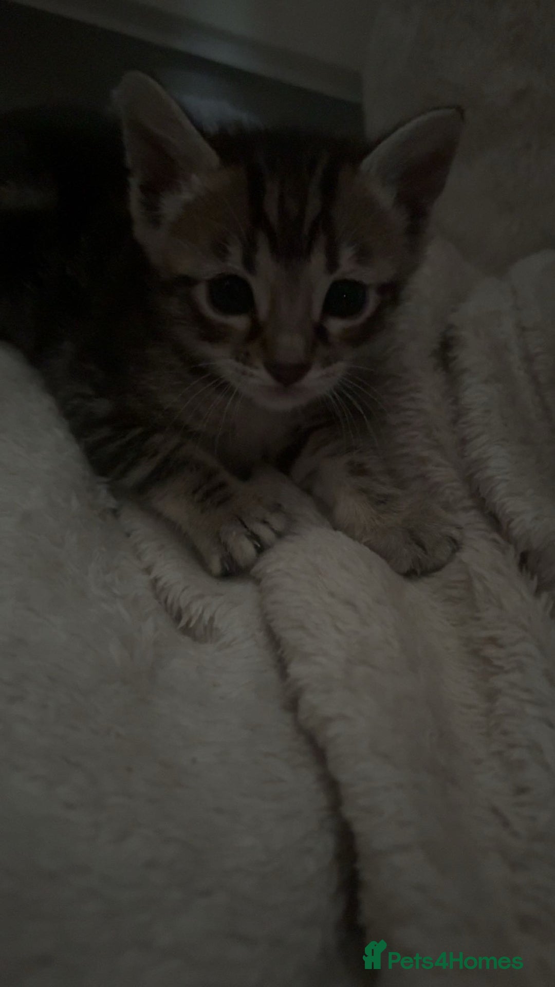 Bengal cats for sale: bengal kittens  - Advert 7