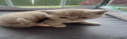 British Shorthair cats for sale: Adorable British Shorthair Kittens 🐾 - Advert 4